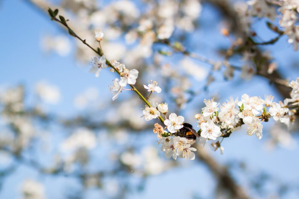 ferme abeille