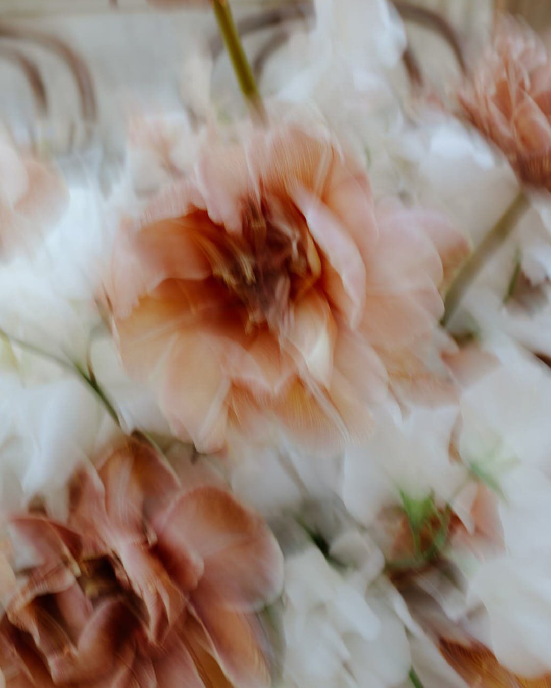 solene-lagant-2 Photo de fleurs floues de Solène lagant