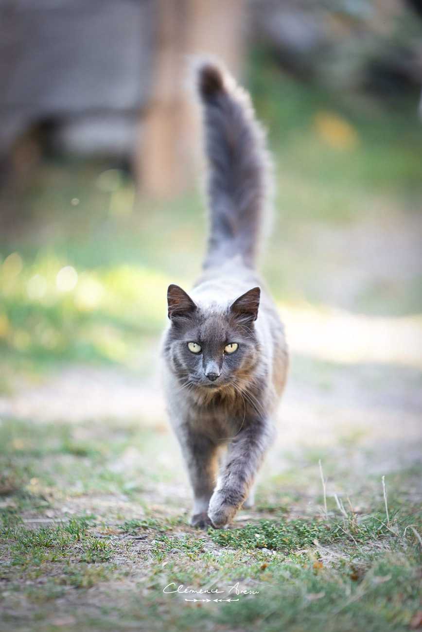 Chat gris à poil long