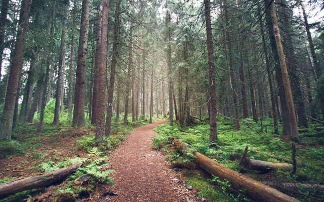forêt noire