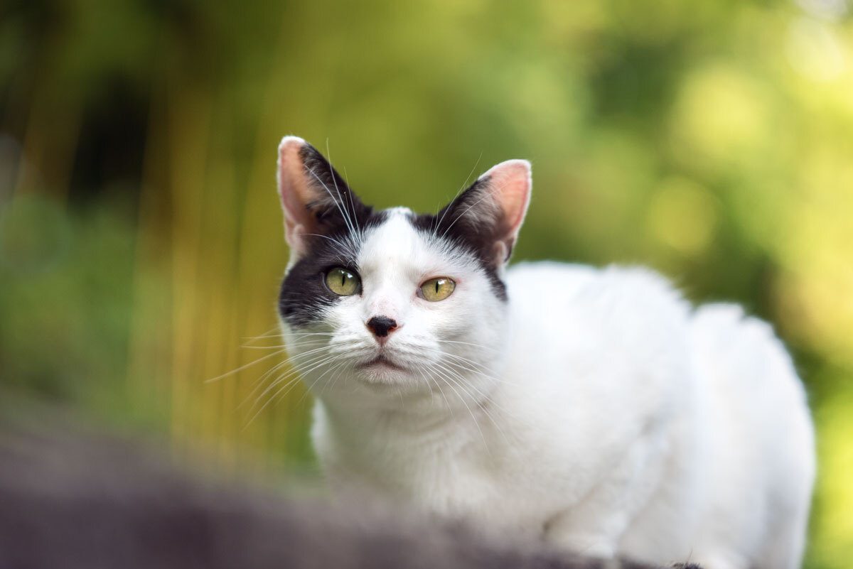 chat