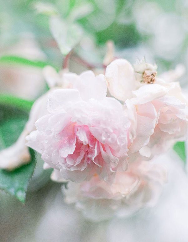 photographe-mariage-toulouse-rose Rose de jardin