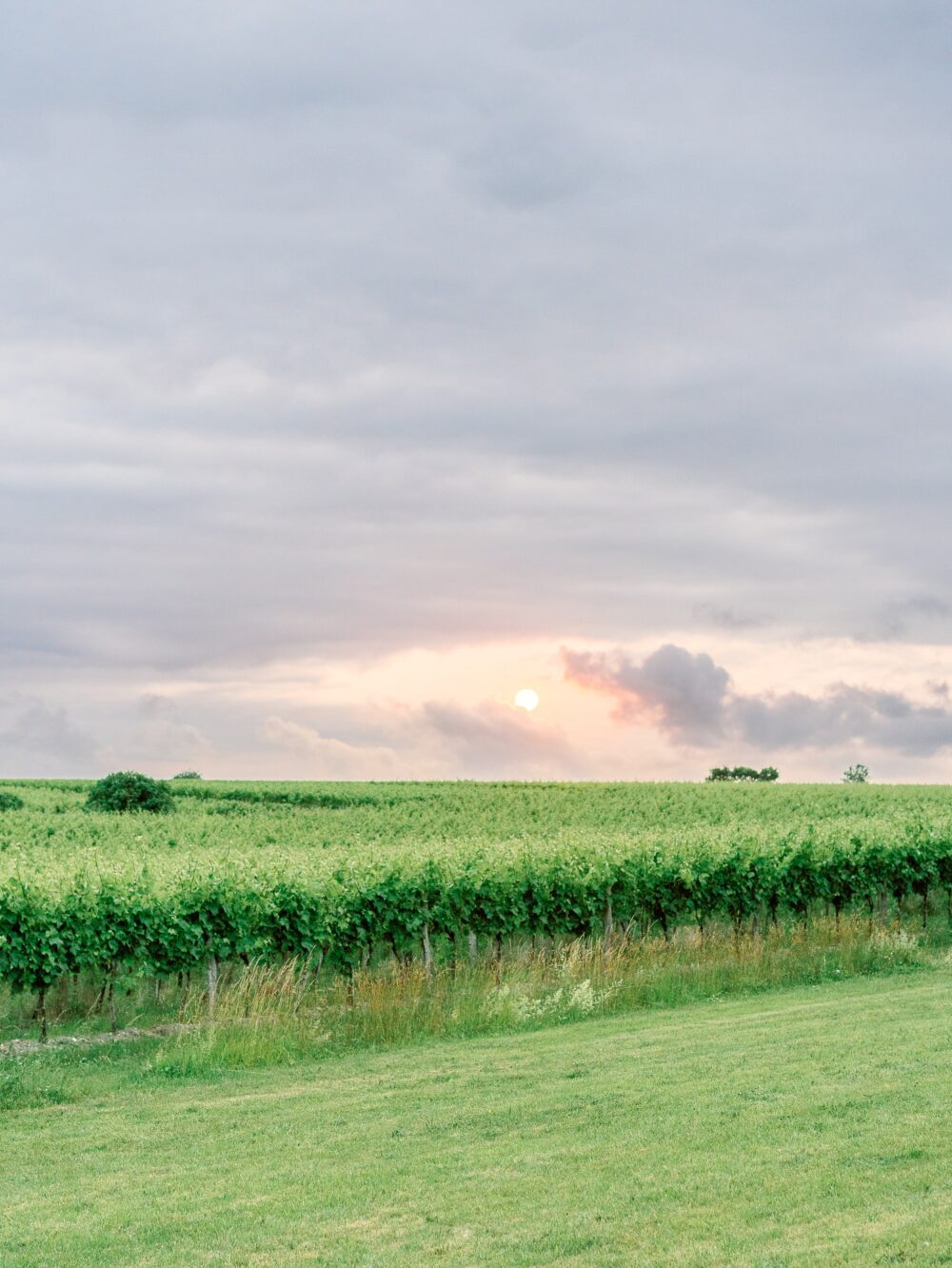 sunset over the vines at chateau n°3 cognac