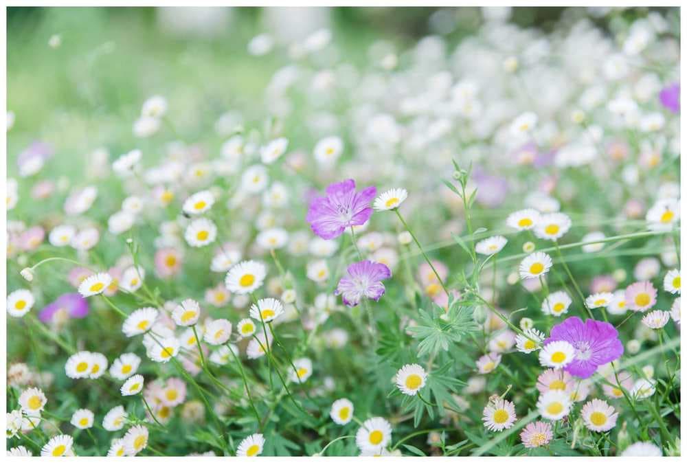 fleurs