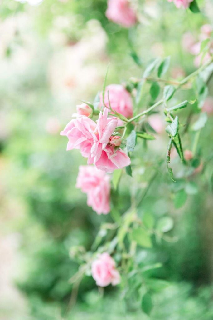 fleur rose