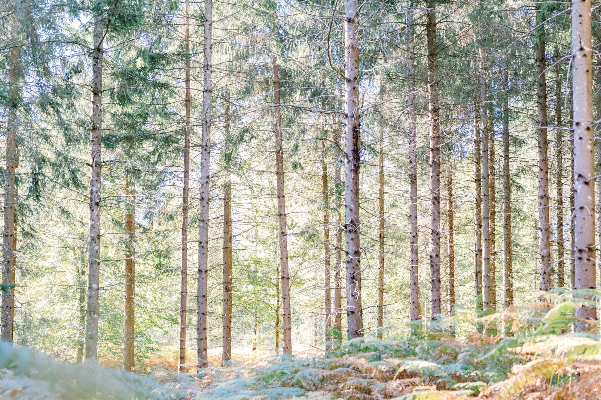forêt de conifères