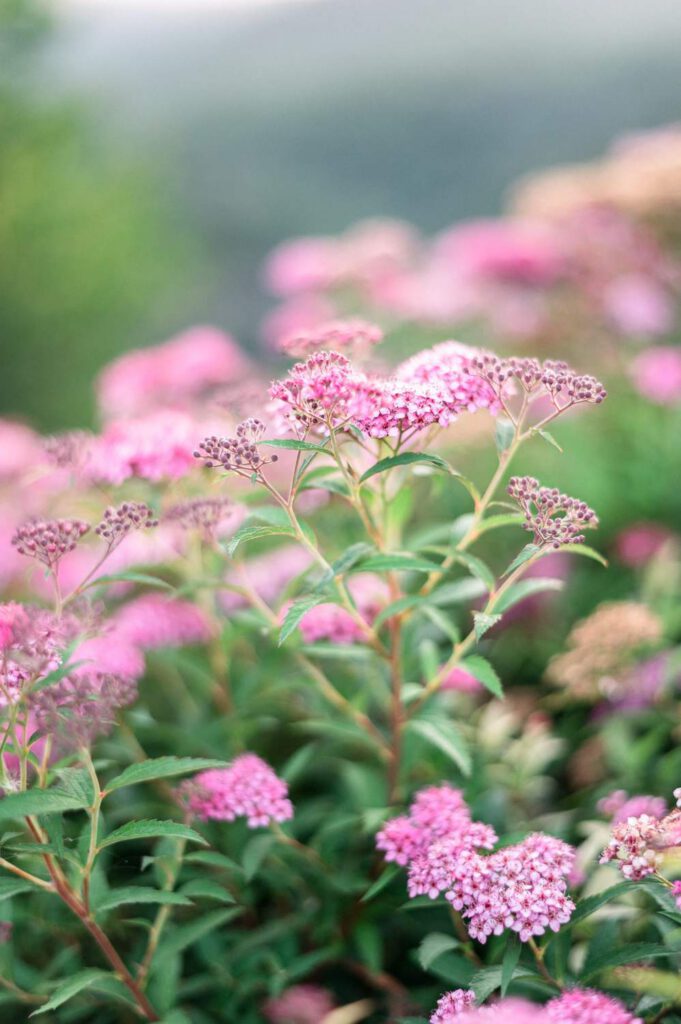 fleurs roses