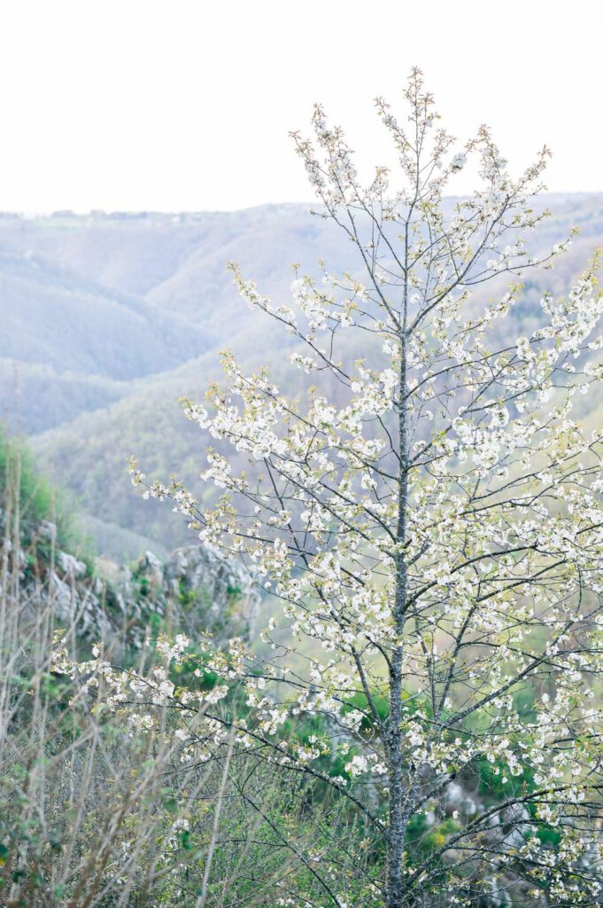 arbre en fleurs au printemps