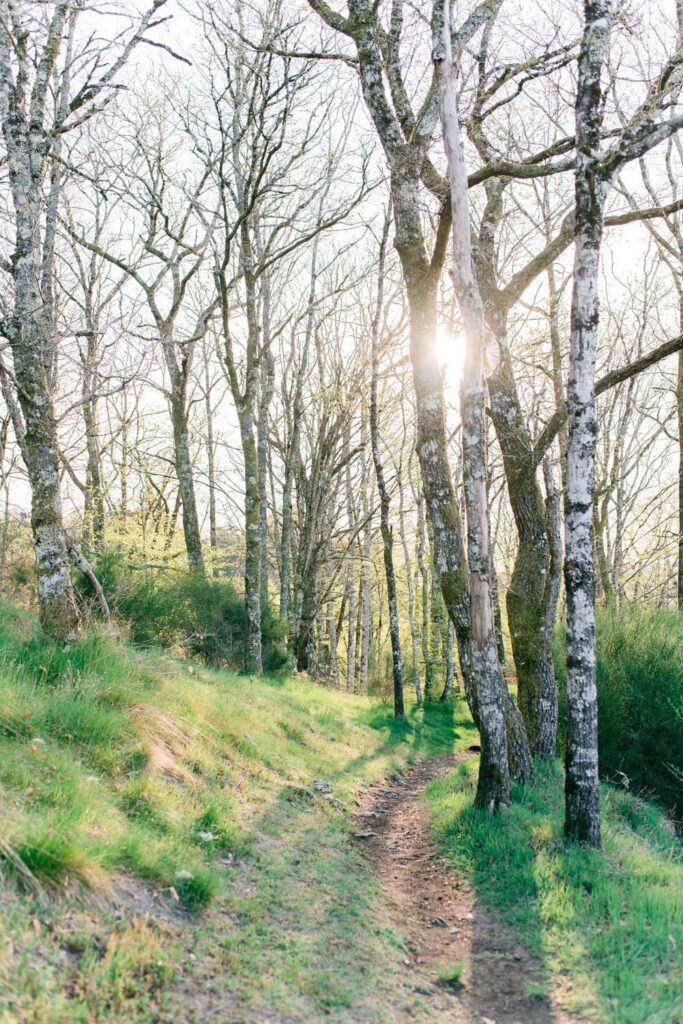 forêt au lever du soleil