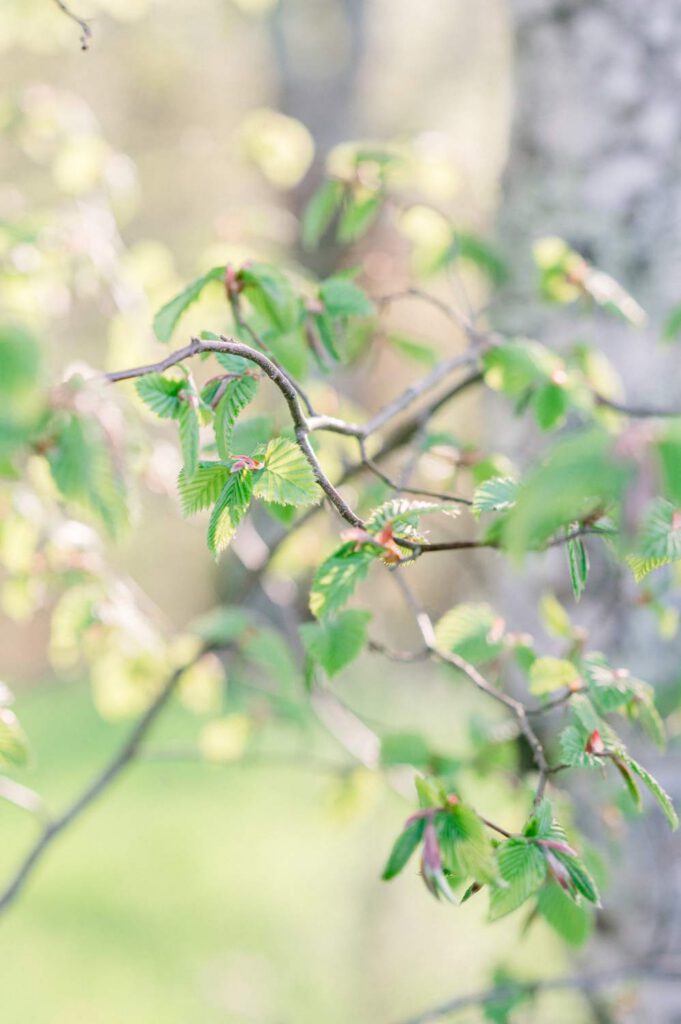 feuilles au printemps