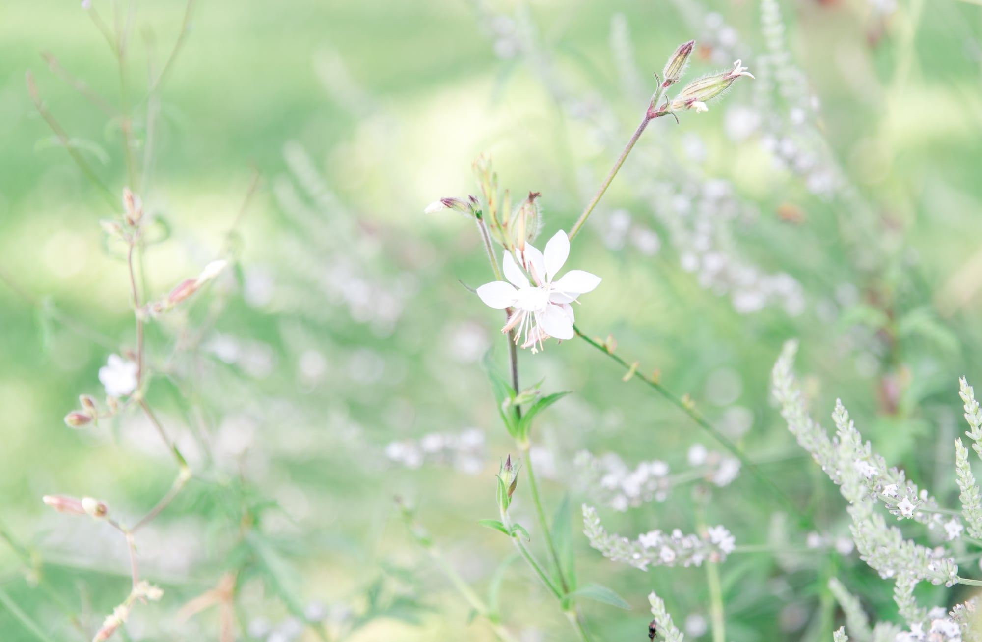herbe et fleurs