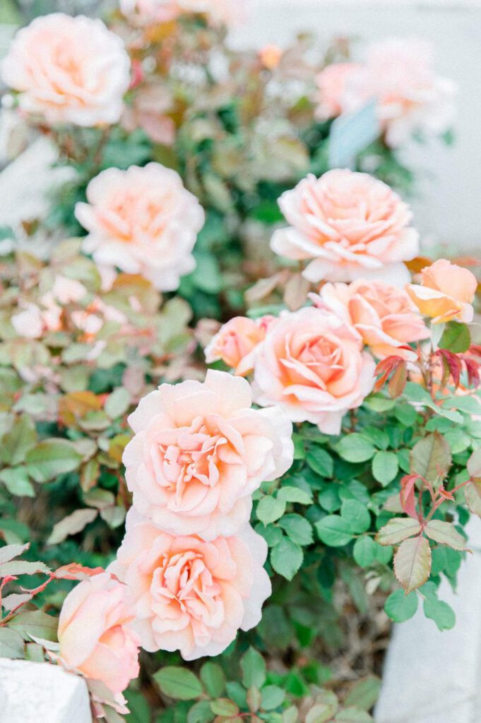 roses