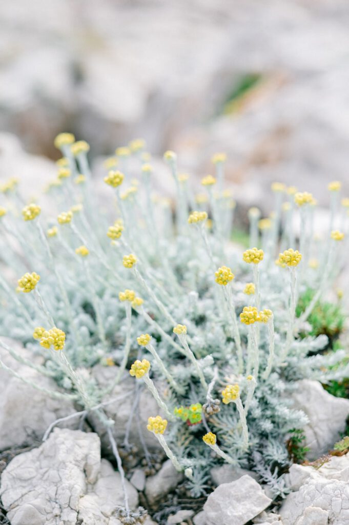 petites fleurs jaunes