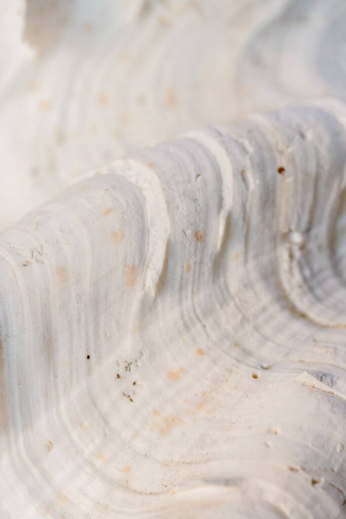 seashell texture