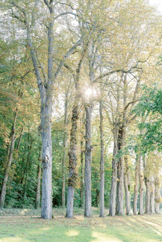 allée d'arbres au Château de Jalesnes