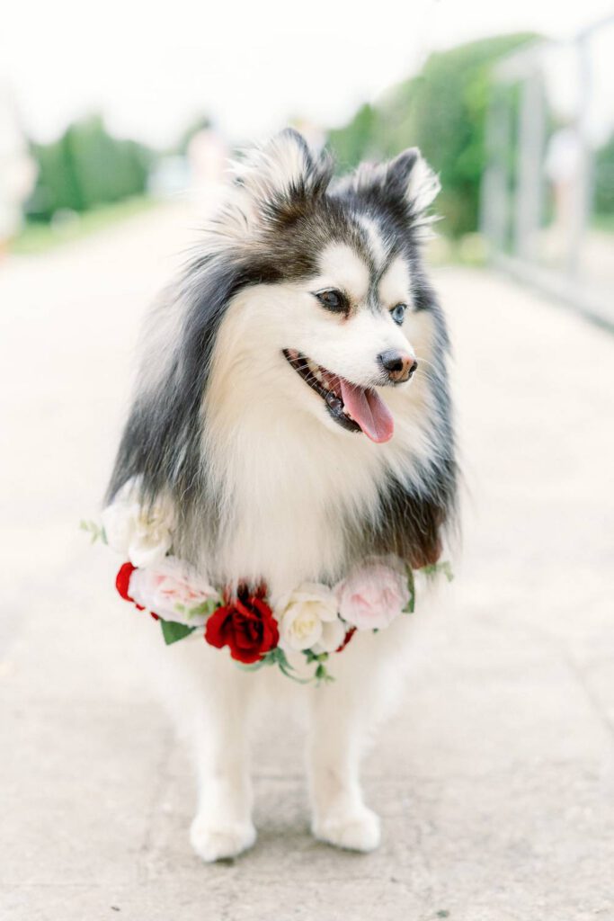 chien avec couronne de fleurs
