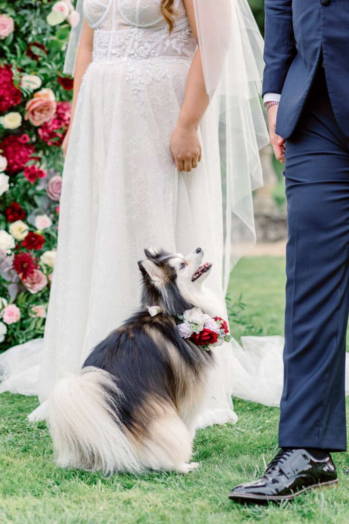 chien durant la cérémonie de mariage