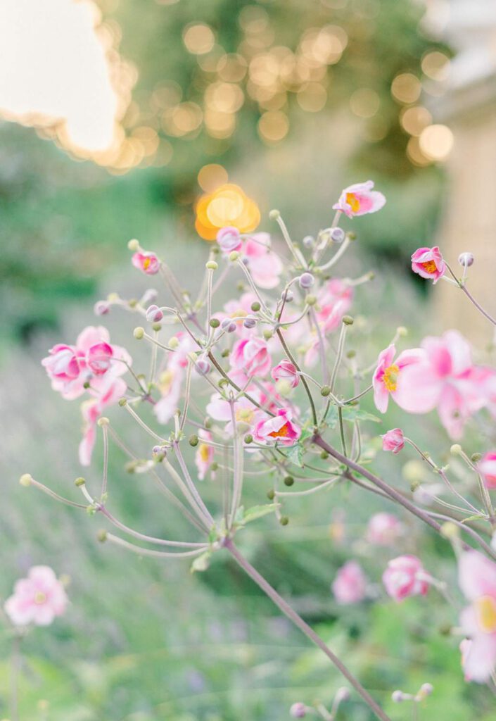 fleurs roses