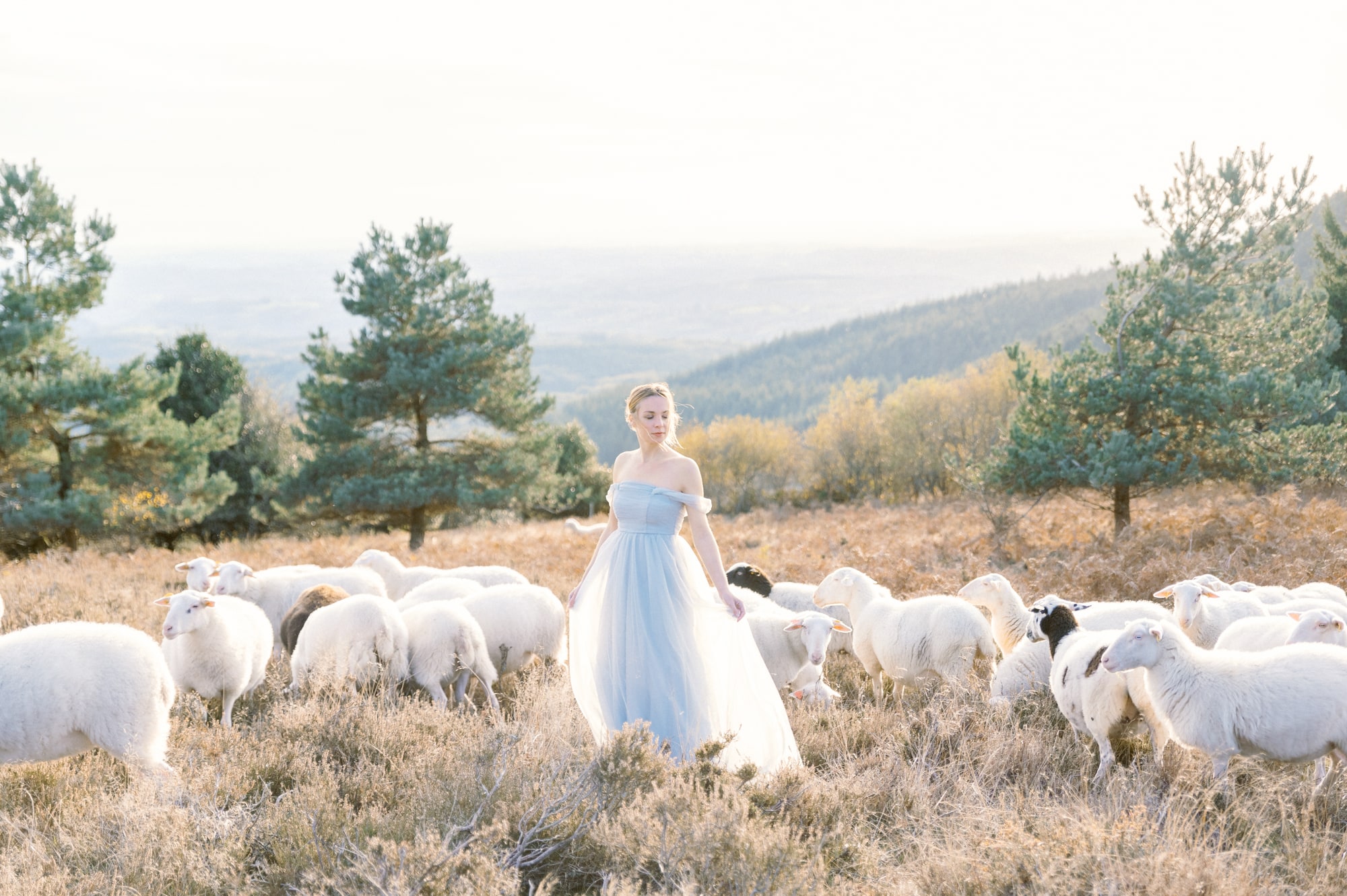 Mariée en robe bleue au milieu de moutons dans la nature