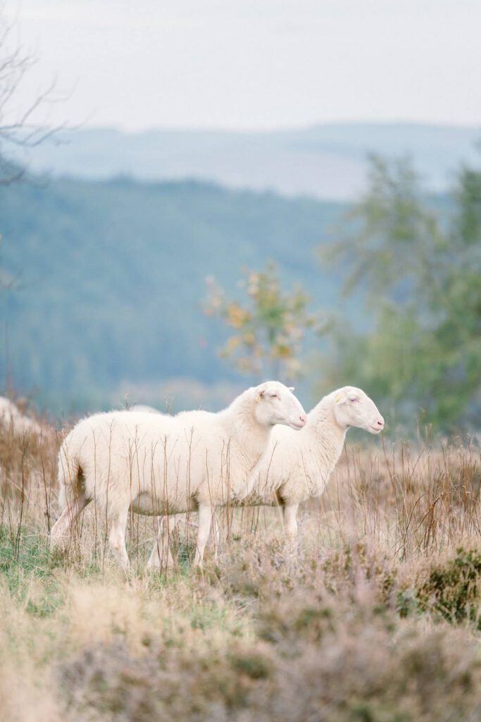 moutons en corrèze