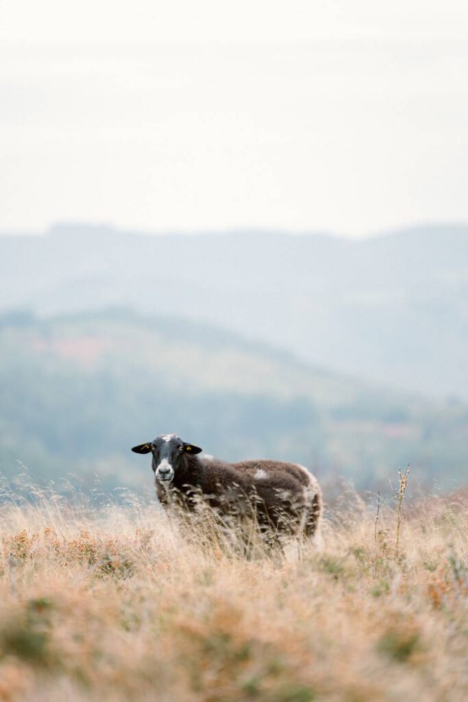 mouton dans les monédières