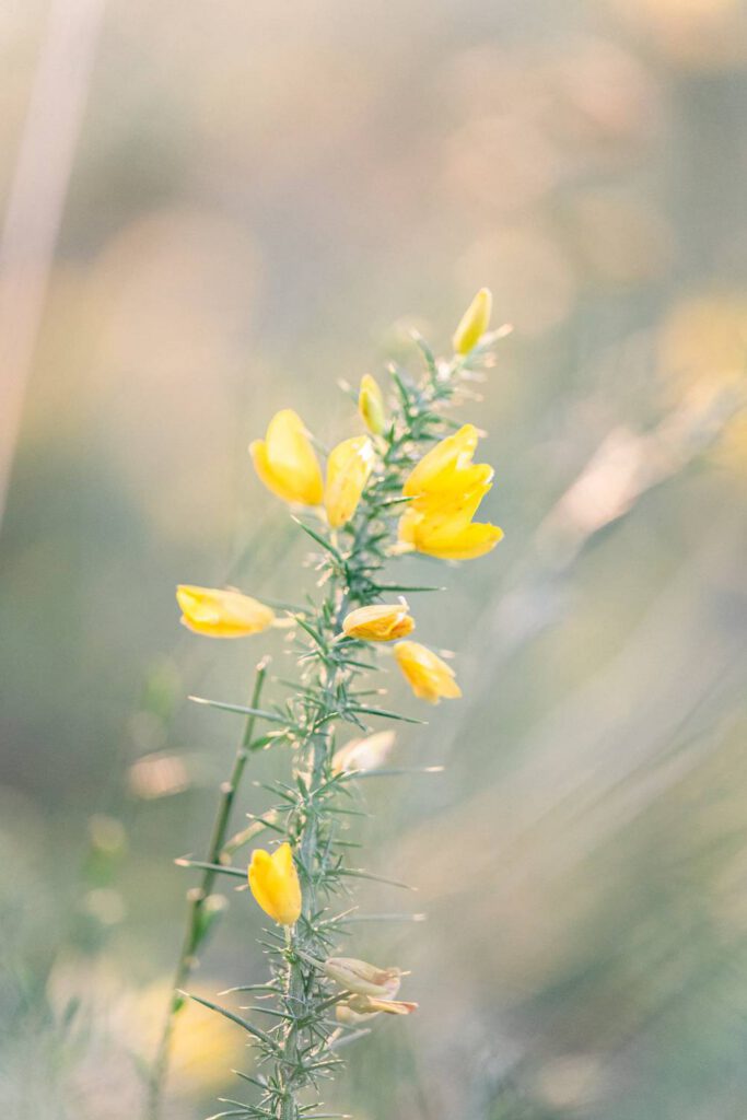 fleurs de genêt