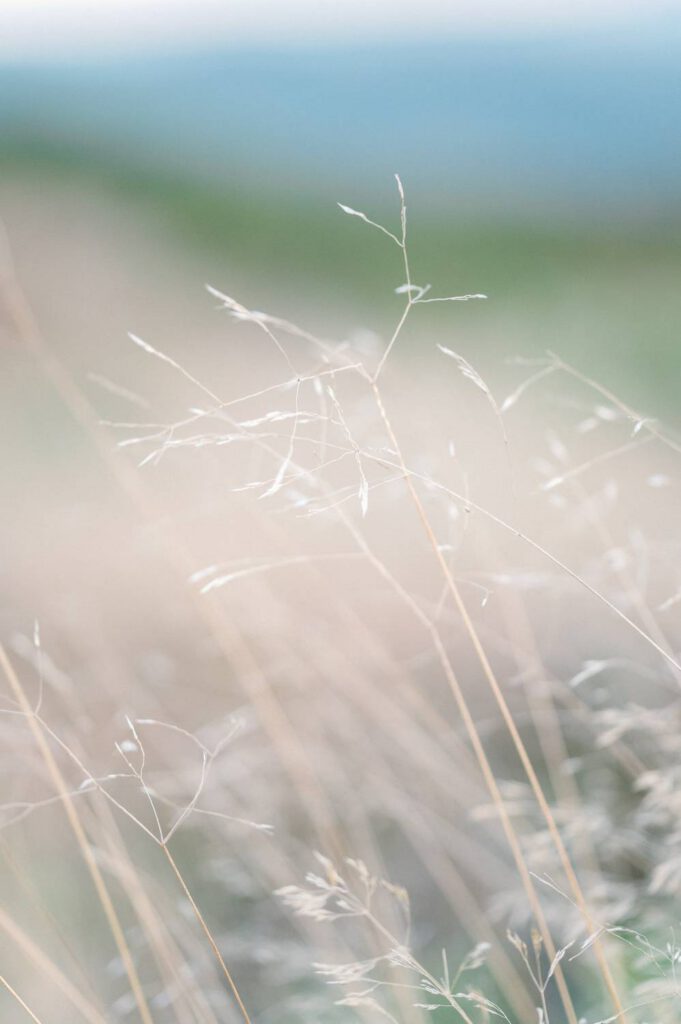 herbe