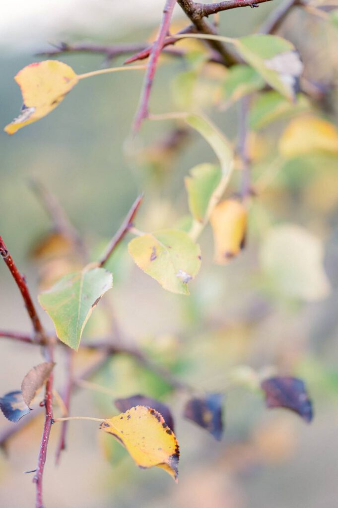 feuilles
