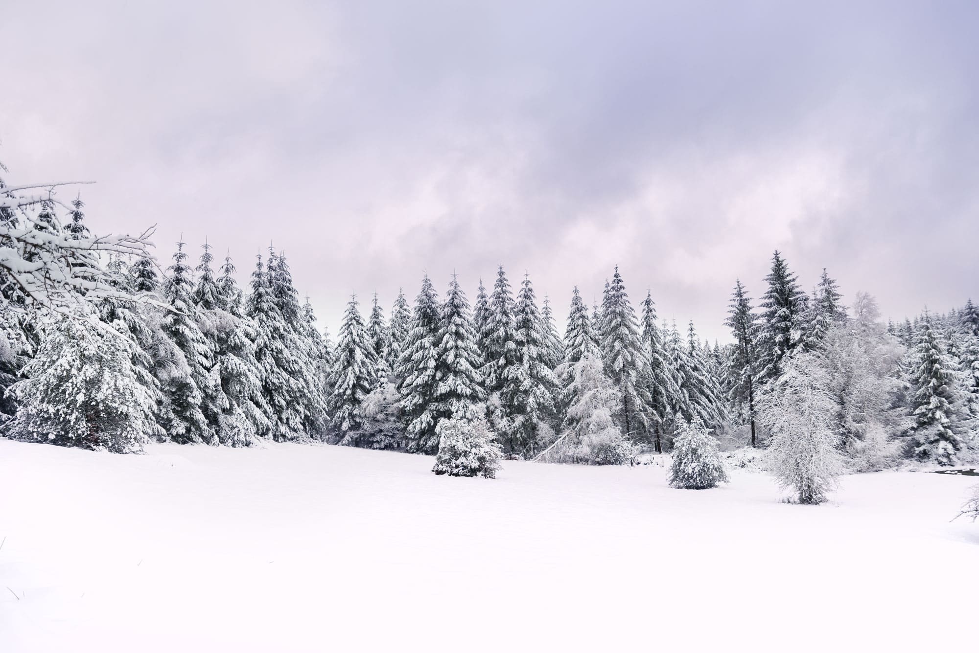 paysage enneigé