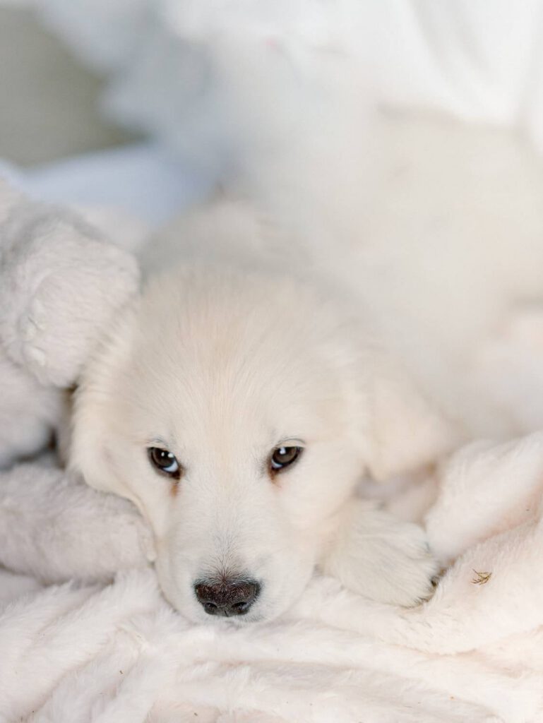white dog