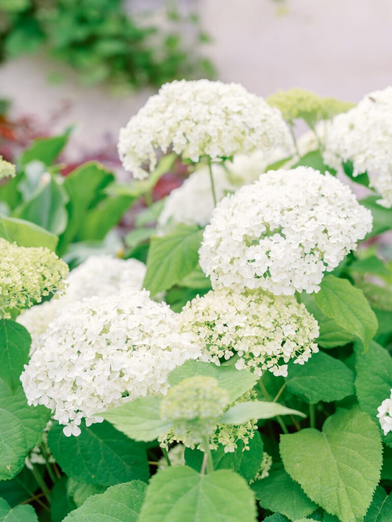 white hydrangeas