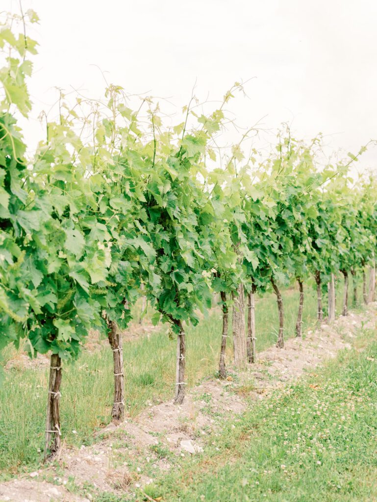 vines