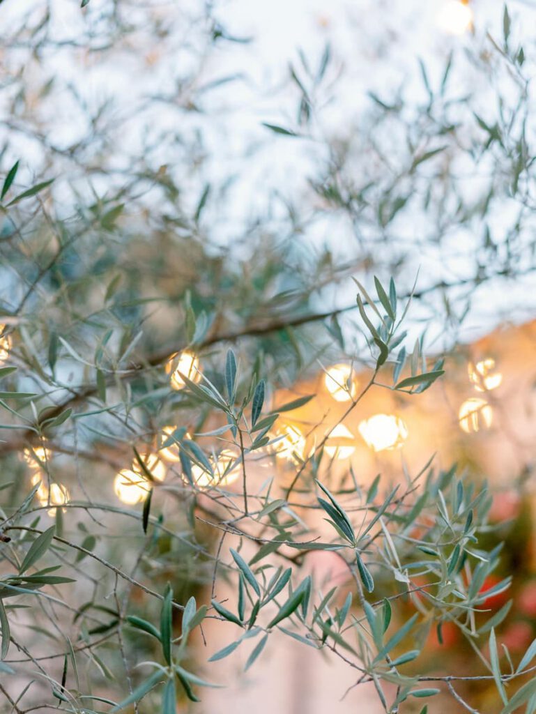 light through olive leaves