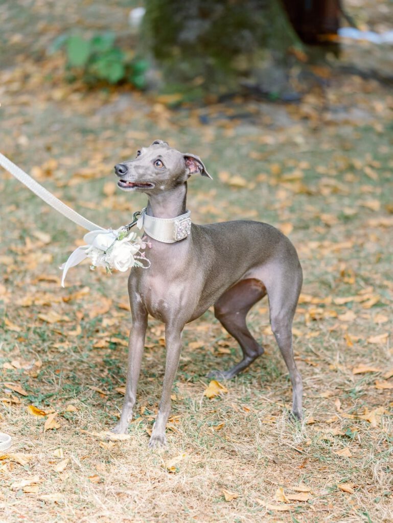 bride and groom's dog
